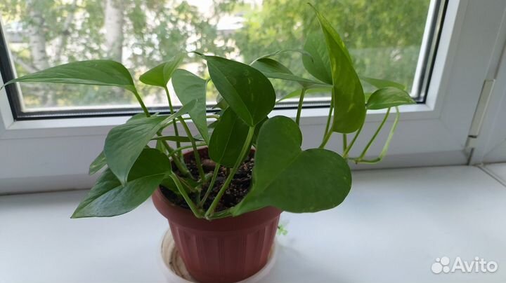 Сциндапсус, филодендрон