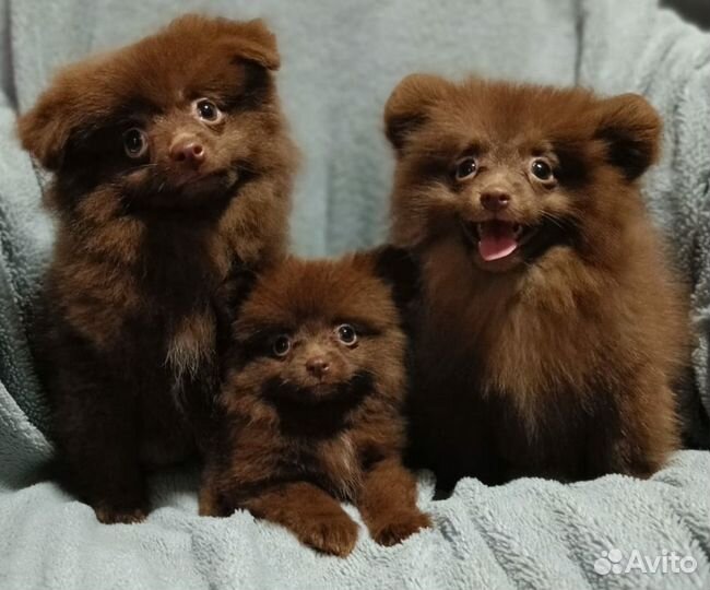 Шоколадные (коричневые) шпицы
