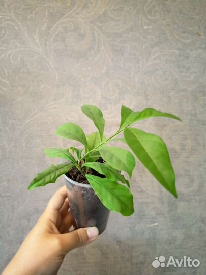 Брунфельсия Комнатные цветы