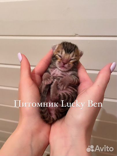 Элитные бенгальские котята