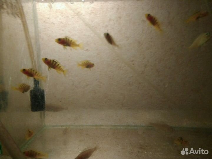 Мальки хаплахромис васельковый(джексон)