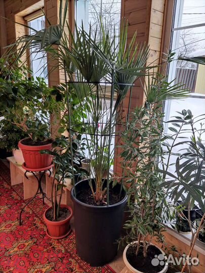 Пальма (хамеропсис)