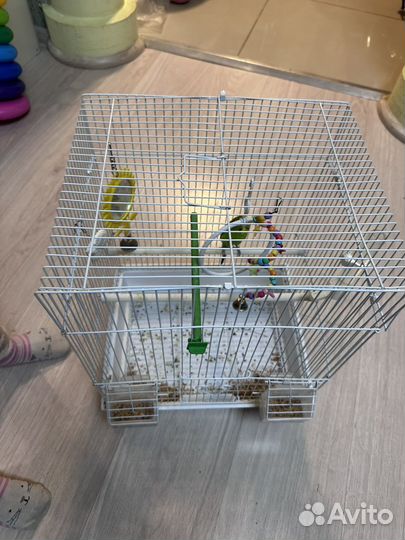 Попугай с клеткой девочка