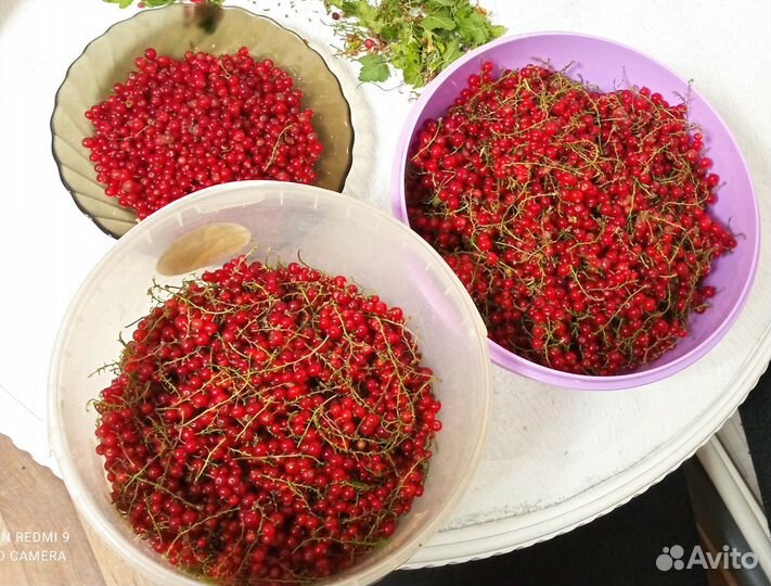 Красная смородина, черешня, вишня