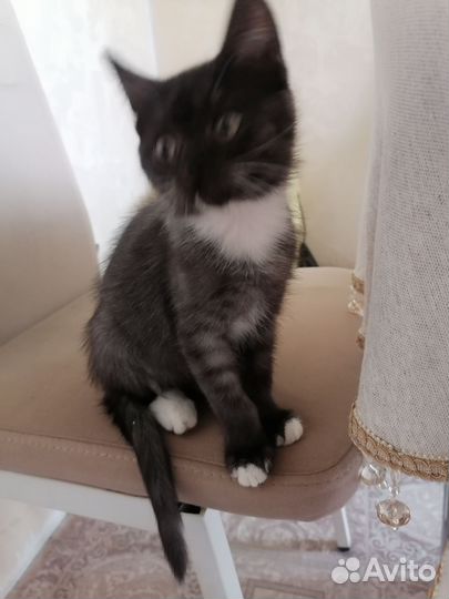 Котенок 2 месяца девочка бесплатно