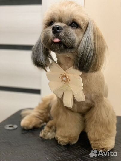 Стрижка животных