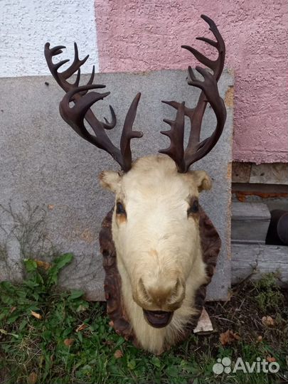 Голова оленя с рогами