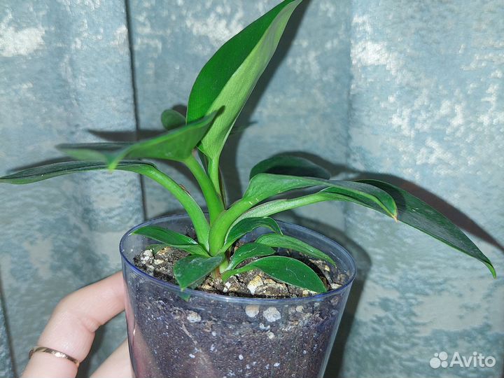 Филодендрон