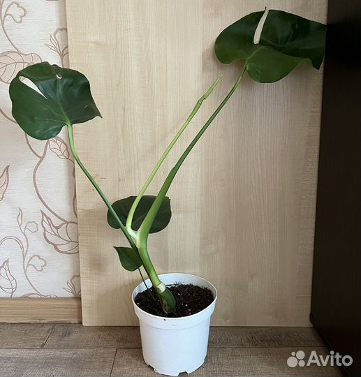 Фикус лирата, калатея дотти, стрелиция регина