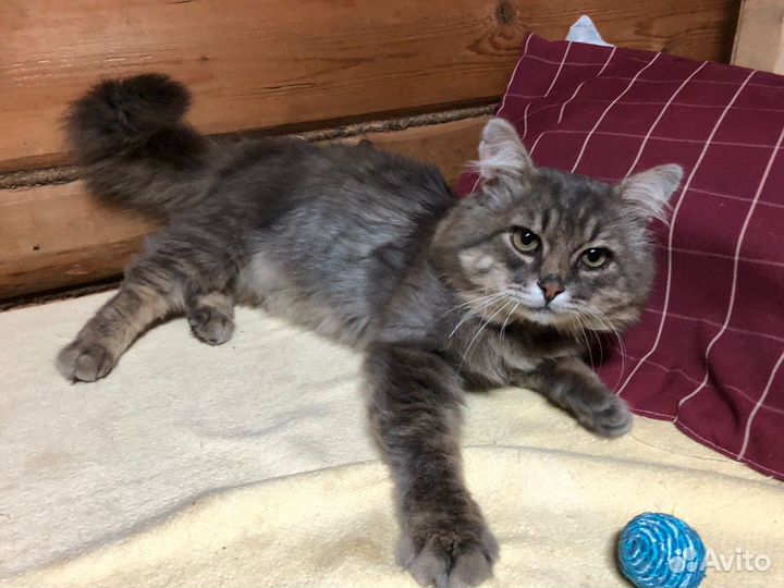 Самый ласковый котик ищет дом и семью