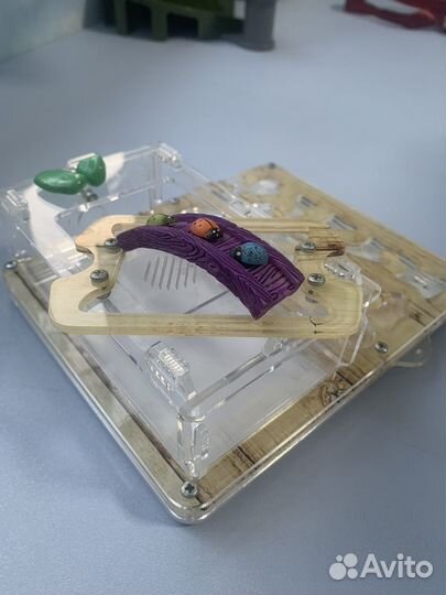 Муравьиная ферма, формикарий