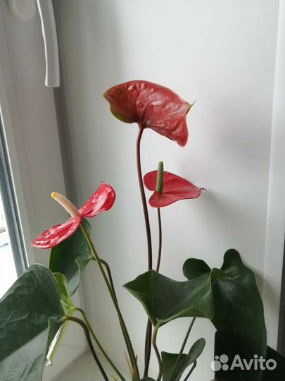 Антуриум Red Winner (красный)