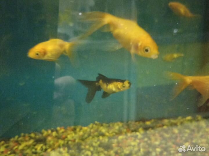 Рыбки разные