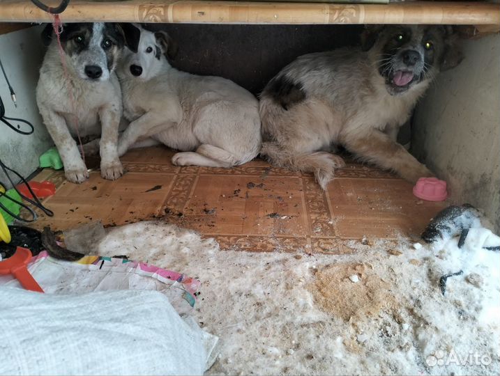 Щенки в добрые руки