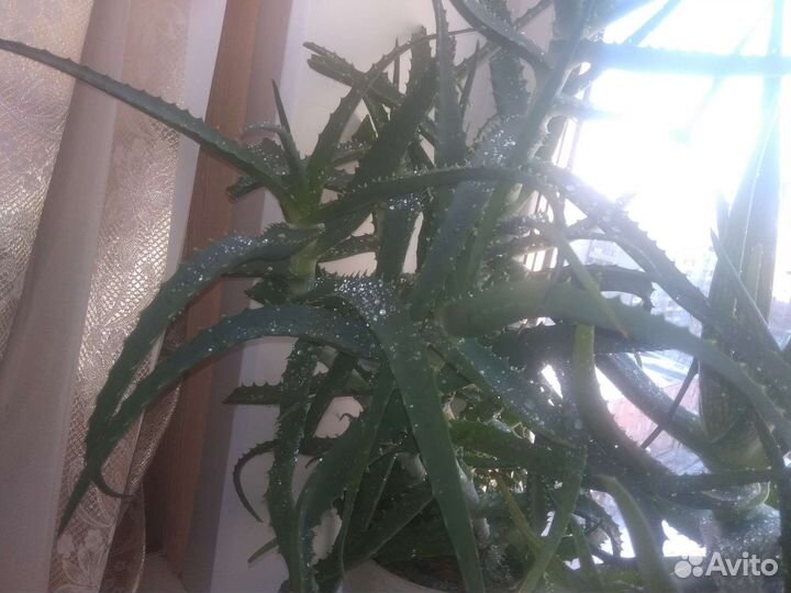 Алоэ лечебный