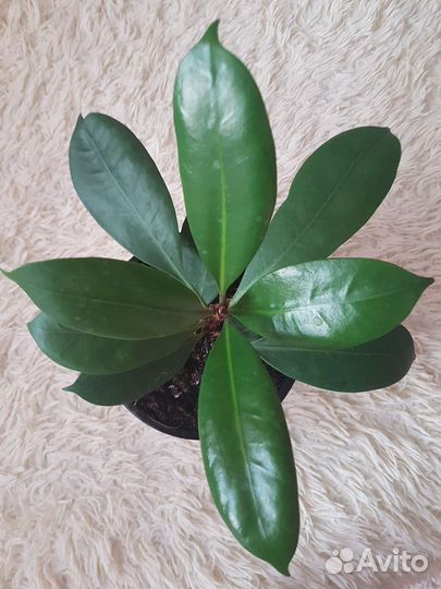 Фикус бокальчатоприлистниковый