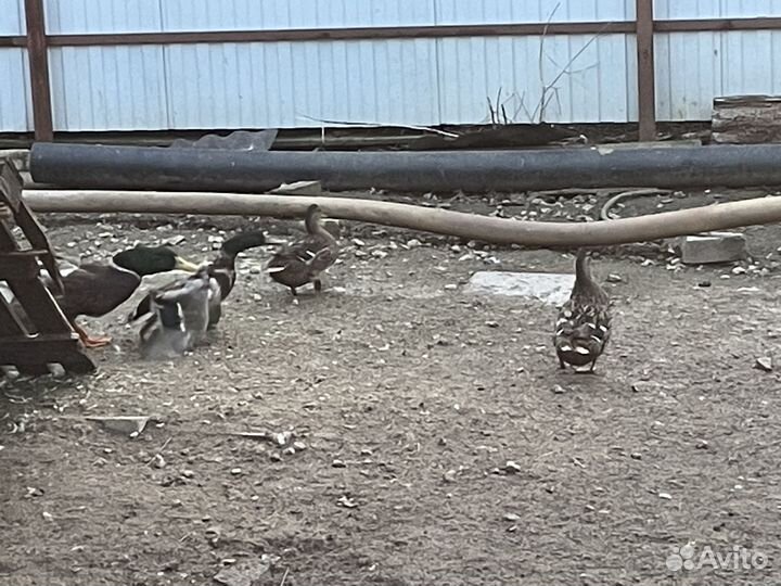 Подсодная утка