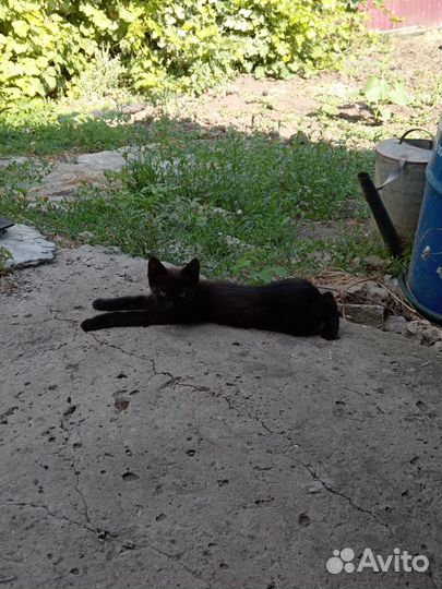 Милые котята