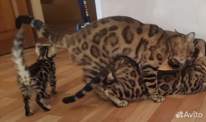 Бенгальская