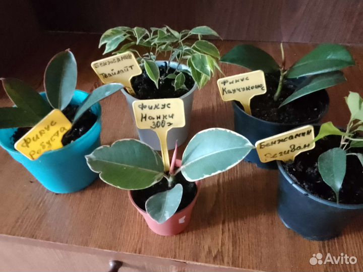 Фикус укорененные