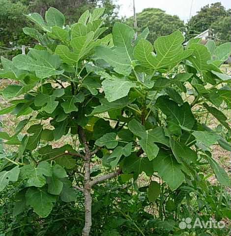 Саженцы - дерево инжир.китайская роза