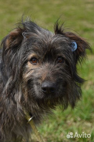 Метис терьера Чара в добрые руки