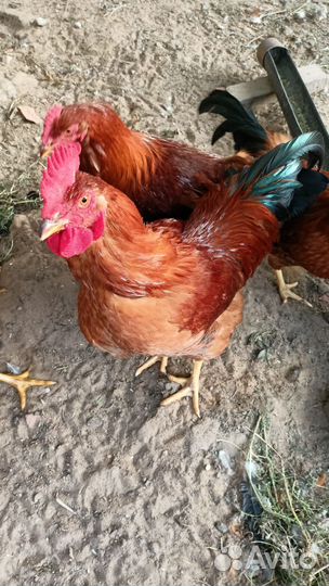 Петух кучинский