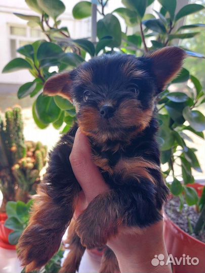 Йоркширский терьер