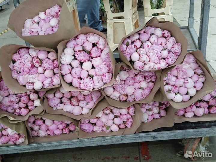 Пионы. Сара бернар. Спб. Поштучно. Самовывоз