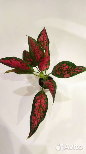 Аглаонемы, Сансевьерии