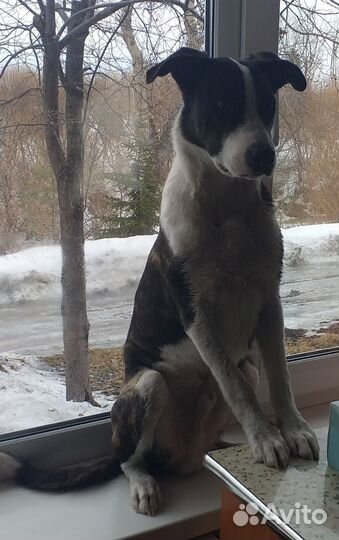 Собака в добрые руки