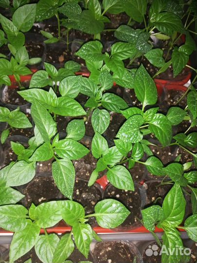 Продам рассаду помидор в отдельных стаканчиках