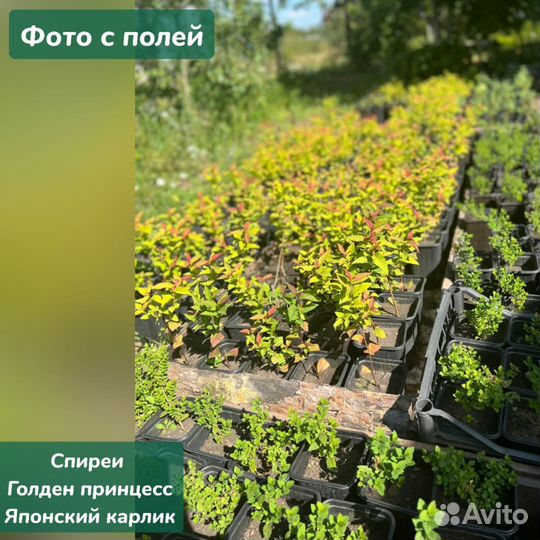 Саженцы в ассортименте