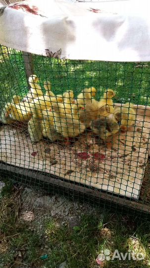 Гусята суточные линда