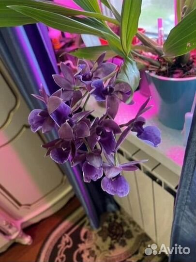 Орхидея зигопеталум