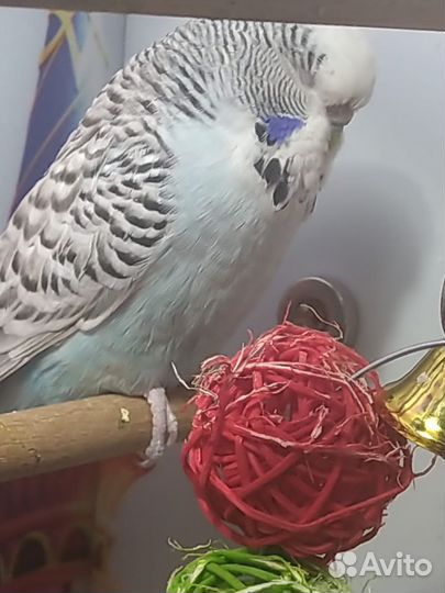 Волнистый попугай. Выставочный.Птенчики есть