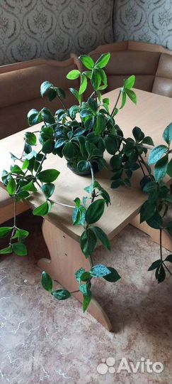 Пеперомия перескиелистная