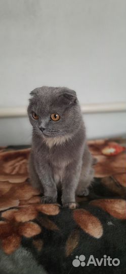 Шотландская