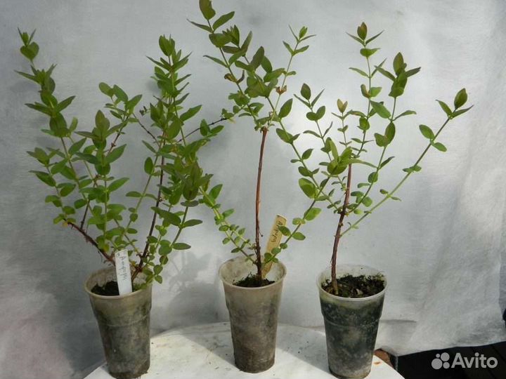 Саженцы жимолости съедобные