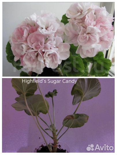 Сортовые пеларгонии