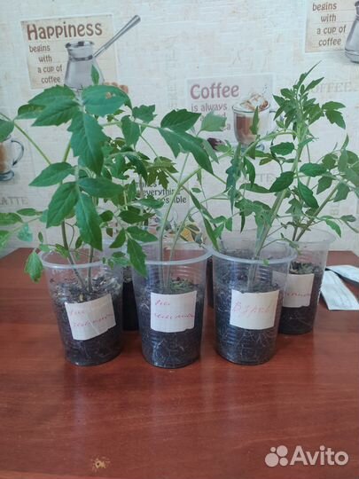 Рассада помидоров томатов за 2 корня