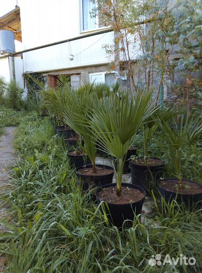 Пальмы веерные и перьевые (Сочинская коллекция)