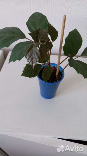 Циссус ромболистный - берёзка