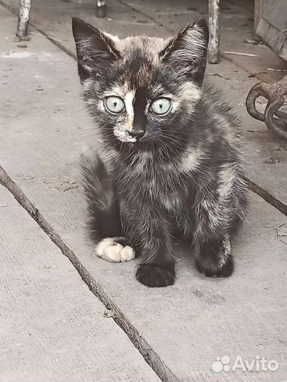 Котята отдам в добрые руки бесплатно