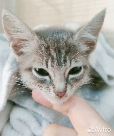 Котенок девочка