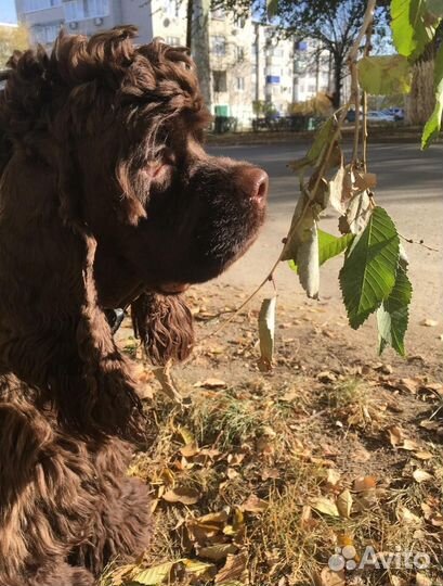Вязка американский кокер спаниель