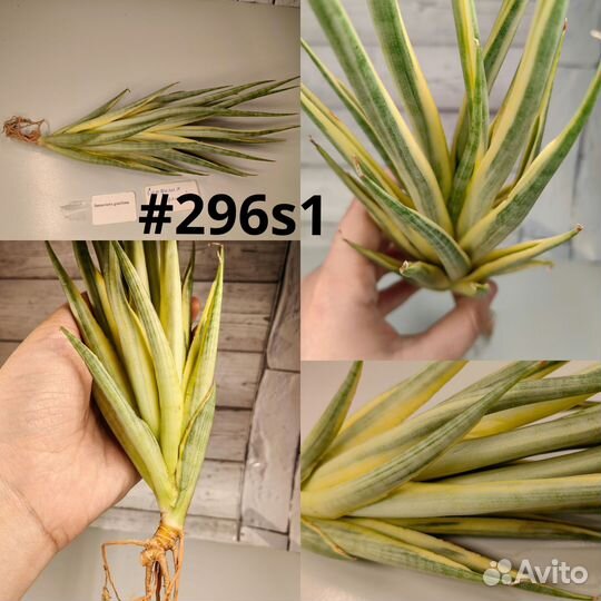 Сансевиерия francisii and gracilima