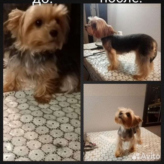 Грумер стрижка собак и кошек