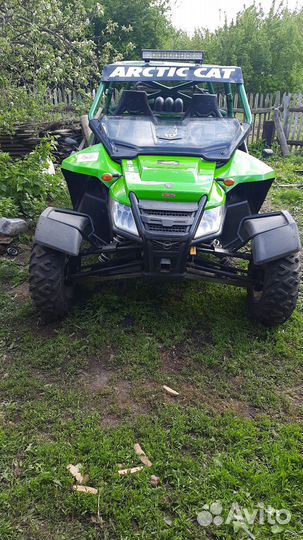 Arctic cat