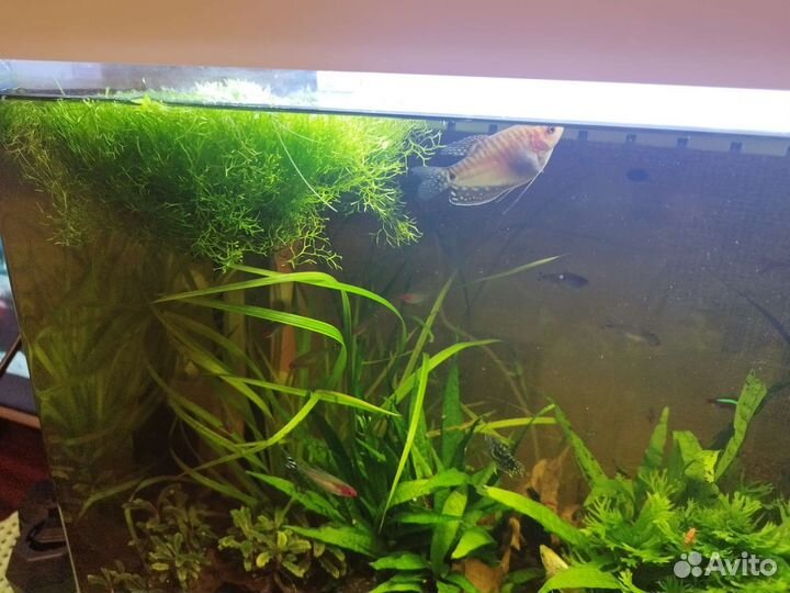 Трава Риччия для аквариума